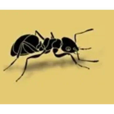 Ant Control Service In Dewsbury